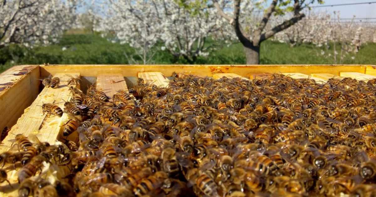 Il mondo dei 900 apicoltori pugliesi: �Un buon miele? Nasce dal rispetto per l'ambiente�
